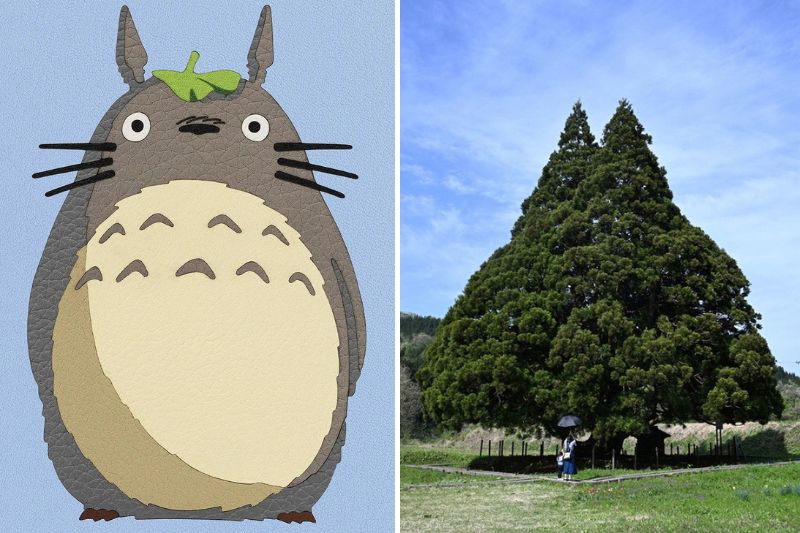 cay-tuyet-tung-totoro